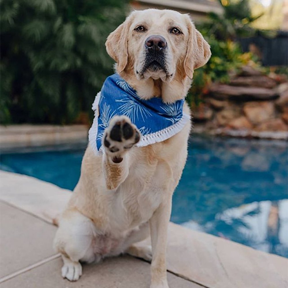 Palm Days Denim Dog Bandana
